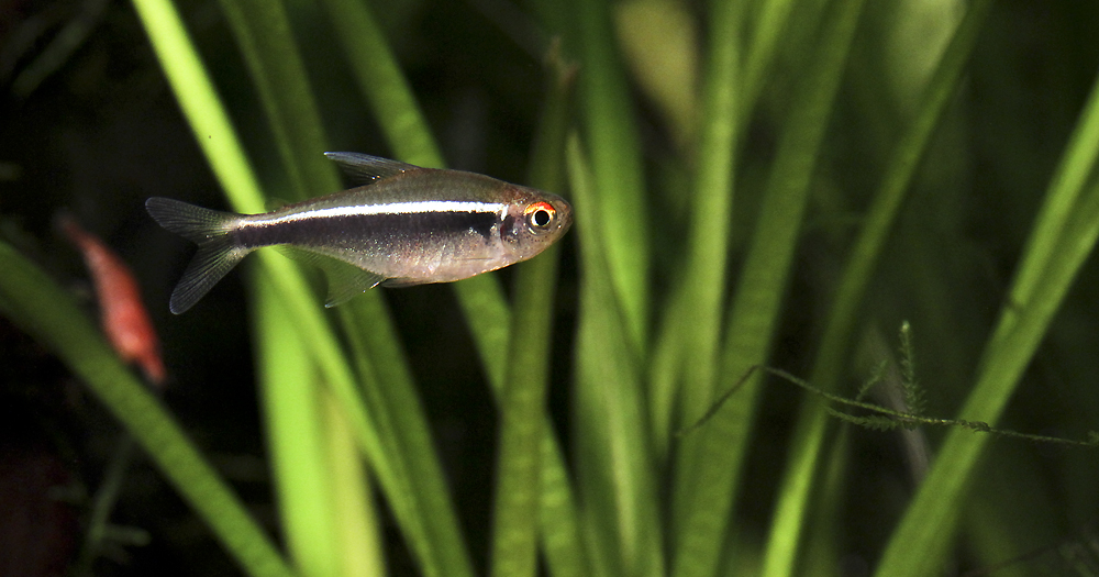 Juodasis neonas Hyphessobrycon herbertaxelrodi
